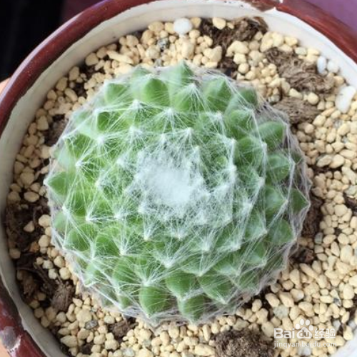 卷绢的种植方法和注意事项