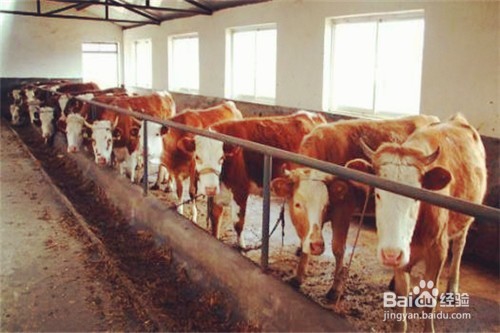 金门2018怎么养殖肉牛