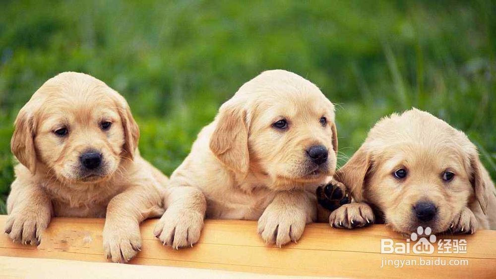 怎样读懂犬的心理特征?