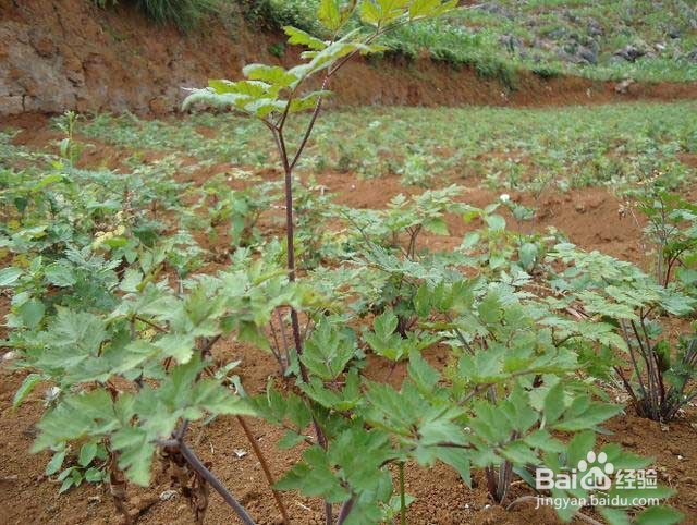 当归的增产管理和肥水管理都有哪些要点？