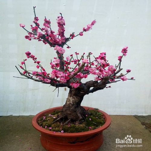 红梅花的养殖方法有哪些？