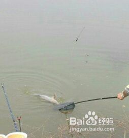 无刺钩如何不让鱼跑了
