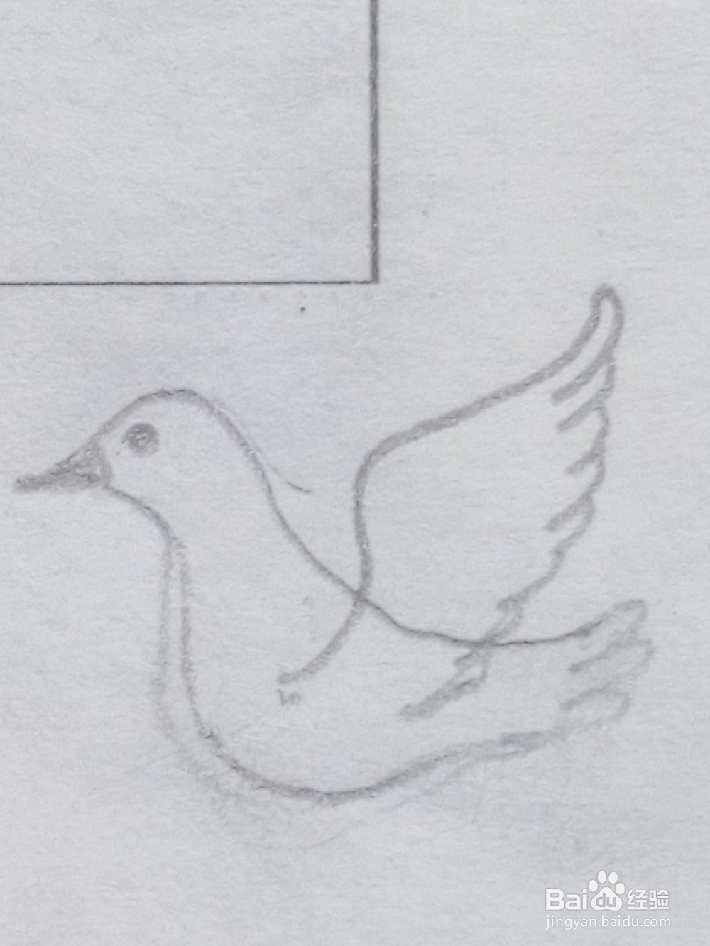 和平鸽怎么画呢14