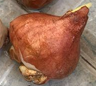 郁金香种植方法图解