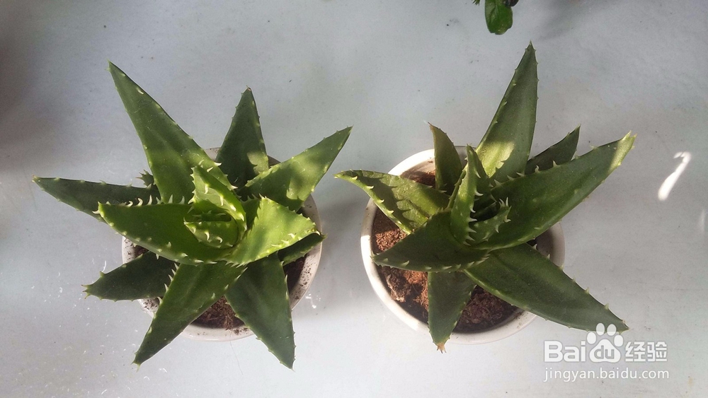 芦荟叶子发黄该怎么办？