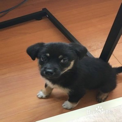 怎样饲养新狗狗