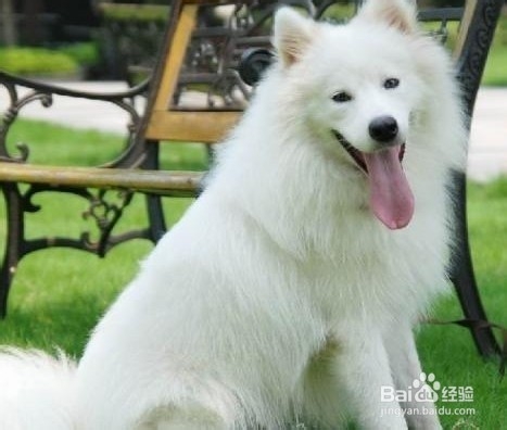 萨摩耶如何饲养