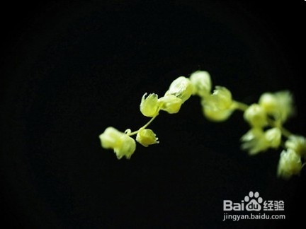 微距摄影有什么技巧