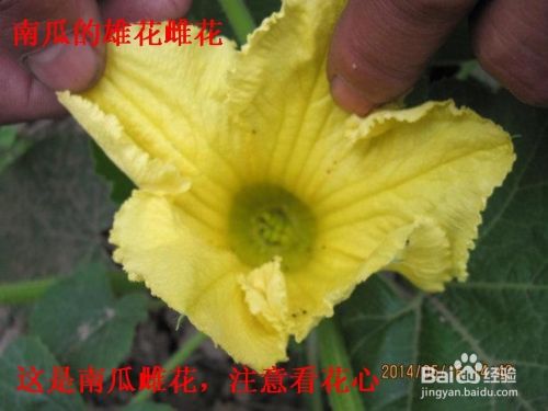 看图区分南瓜的雄花雌花 百度经验