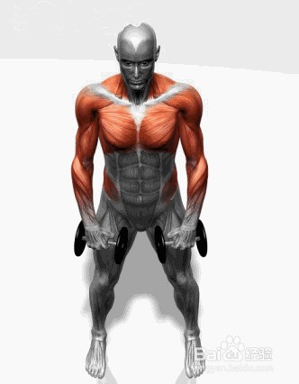 怎样练手臂肌肉