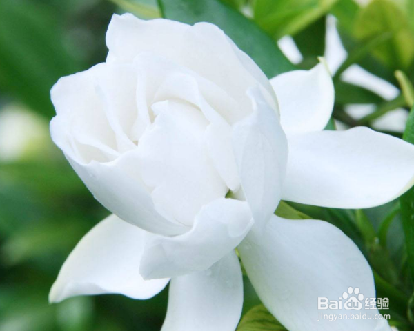 栀子花怎么养殖?