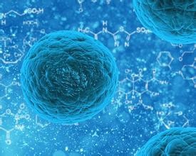 细胞中的糖类和脂质