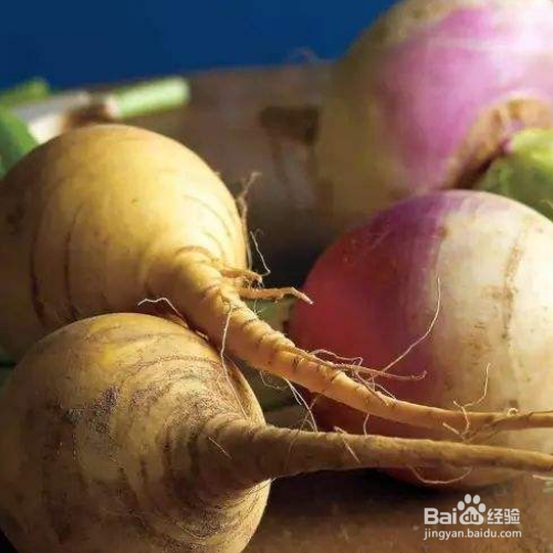 芜菁甘蓝的培育方法和注意事项