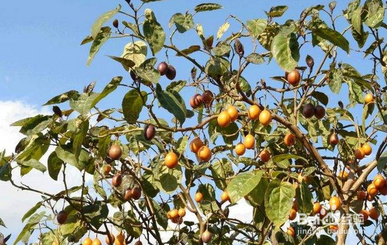 怎样种植树番茄