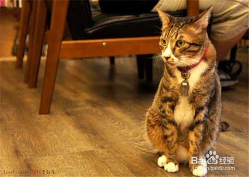 1岁的猫换了新主人怎么让它适应 百度经验