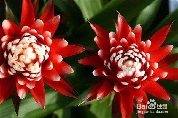 鸿运当头的养殖方法和注意事项都有哪些?