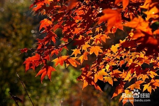 张家界自驾游客栈