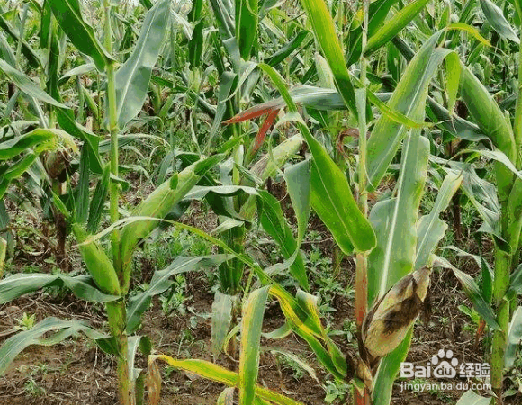 玉米晚收的好处及注意事项