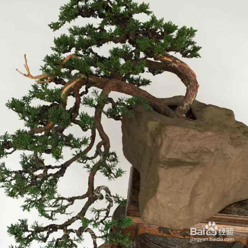 真柏盆景的培育方法和注意事项