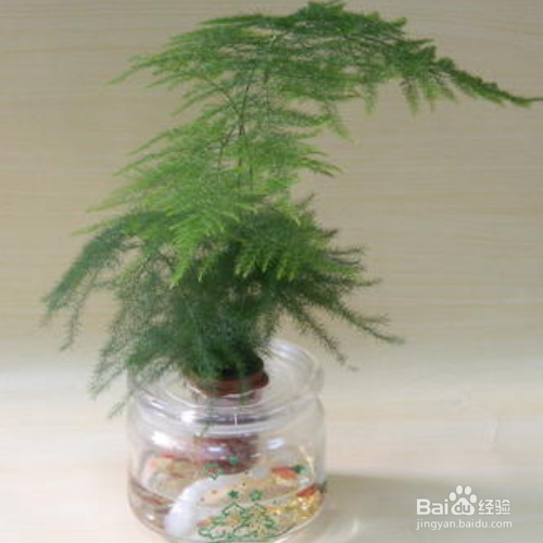 水培文竹的养殖方法和注意事项