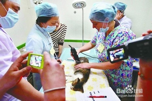 动物医学女毕业生择业攻略