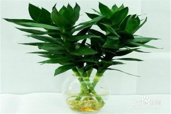 富贵竹的养殖方法和注意事项