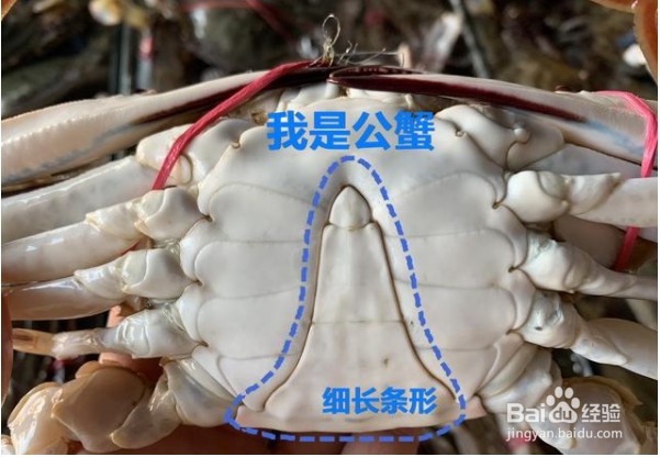 梭子蟹怎么分公母