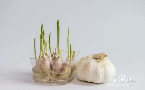 哪些植物发芽后能吃哪些不能吃