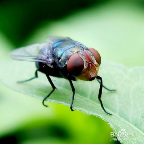 驱赶苍蝇最有效的方法