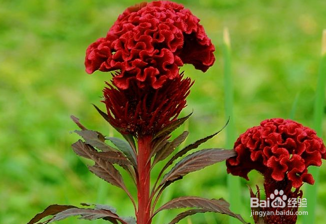 鸡冠花的养植技巧有哪些?