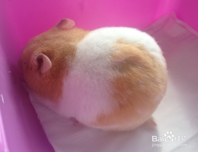 养仓鼠为什么比养猫好？仓鼠有老鼠那么讨厌吗