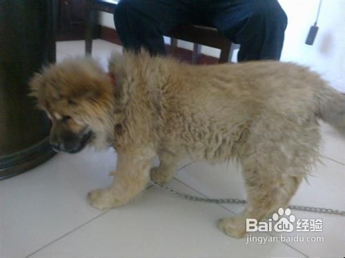怎么区分犬瘟热和感冒