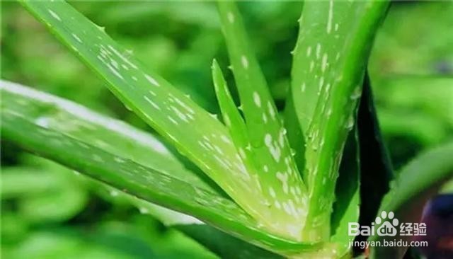 这6种植物能除甲醛，你知道吗？