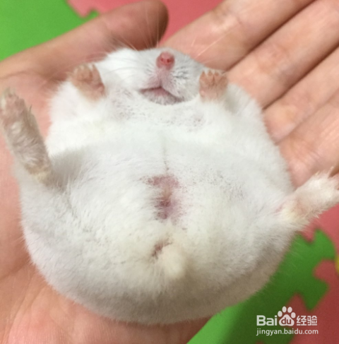 仓鼠被踩了一脚吐了很多血怎么办