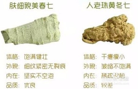 田七的功效与作用,不知道的点击查看