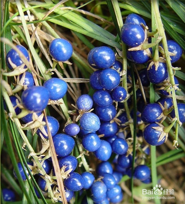 如何快速把麦冬晒干