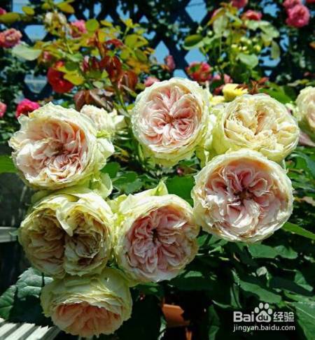 老花农的一颗月季真漂亮，难怪给他多少钱都不换