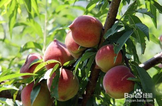 鹰嘴桃的种植方法