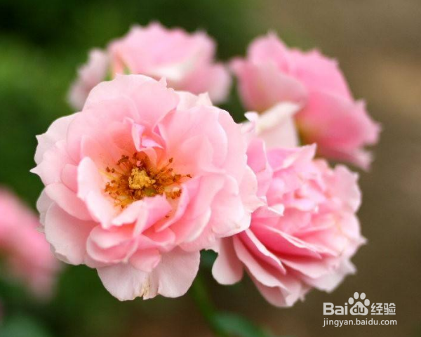 蔷薇怎么养殖？