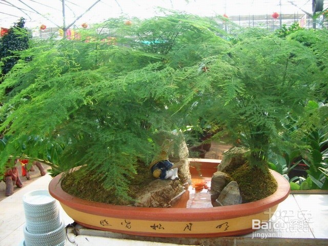 文竹养殖应注意什么