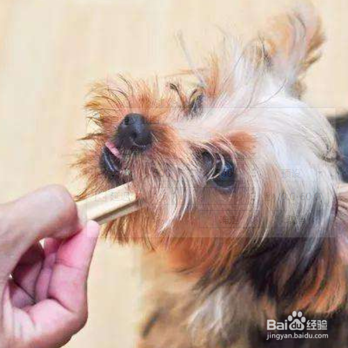 怎么教会狗狗去定点上厕所