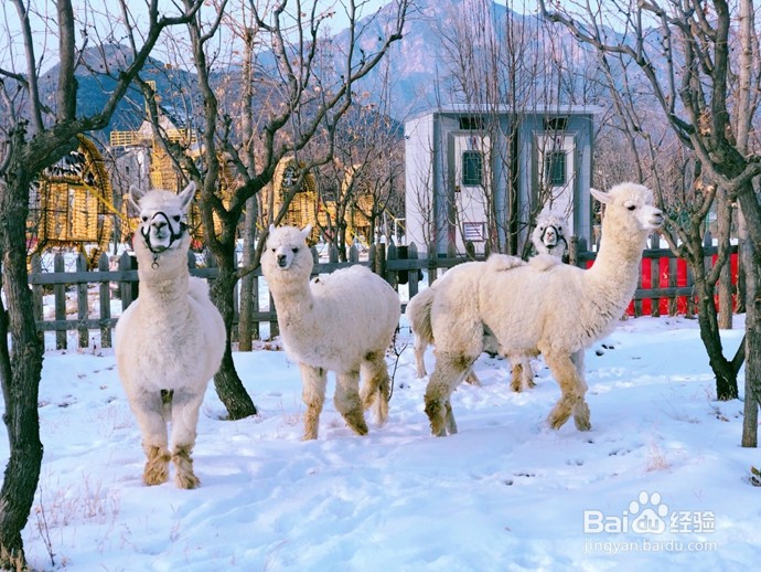 中国北方哪里可以体验民俗春节