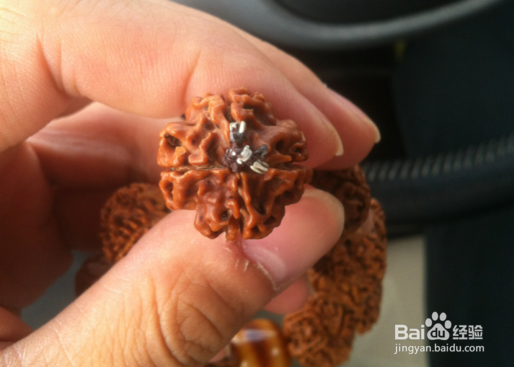 不同瓣数金刚菩提的寓意