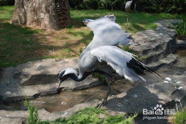 大连森林动物园攻略