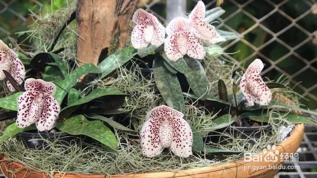 养蝴蝶兰的注意事项