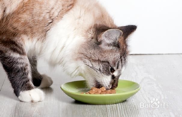 给猫喂药的技巧
