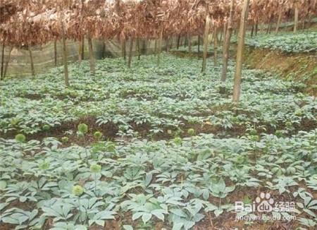 三七的功效与作用,不知道的点击查看