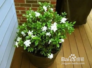 春季换盆，生活垃圾垫盆底，养啥旺啥