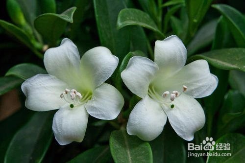 如何让非洲茉莉开花