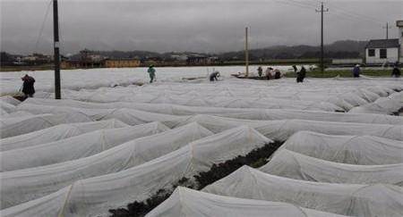 三七粉的功效,不知道的点击查看